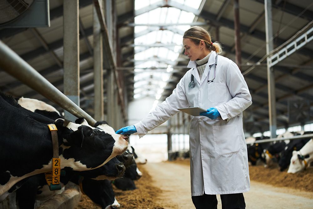 Researcher in dairy barn with Healthy Climate Monitor app